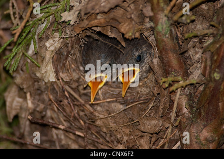Eurasian wren, Northern wren (Troglodytes troglodytes), squeekers in the nest, Germany Stock Photo
