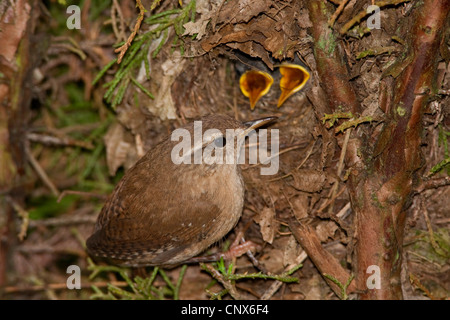 Eurasian wren (Troglodytes troglodytes), squeekers in the nest with adult, Germany Stock Photo