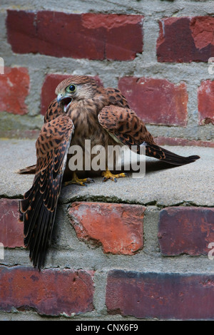 common kestrel (Falco tinnunculus), squeeker on a wall, Germany Stock Photo