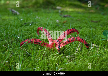 devil's fingers, devil's claw fungus, giant stink horn, octopus stinkhorn (Anthurus archeri, Clathrus archeri), in a meadow, Germany Stock Photo