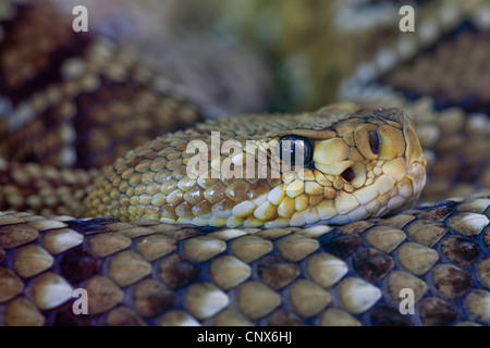 Mexican West-coast rattlesnake (Crotalus basiliscus), portrait Stock Photo