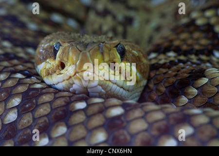 Mexican West-coast rattlesnake (Crotalus basiliscus), portrait Stock Photo