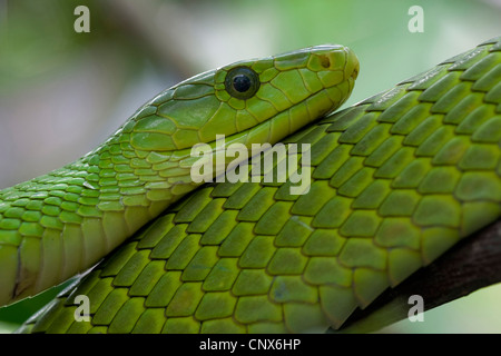 eastern green mamba, common mamba (Dendroaspis angusticeps), portrait Stock Photo