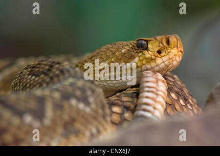 Mexican West-coast rattlesnake (Crotalus basiliscus), portrait Stock Photo