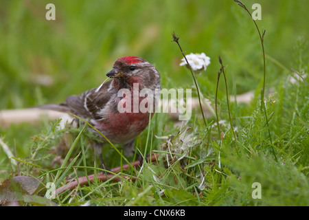 redpoll, common redpoll (Carduelis flammea, Acanthis flammea), male sitting in grass feeding on fruits of dandelion, Germany Stock Photo