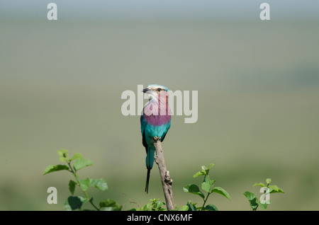 Lilac Breasted roller,Masai mara Stock Photo