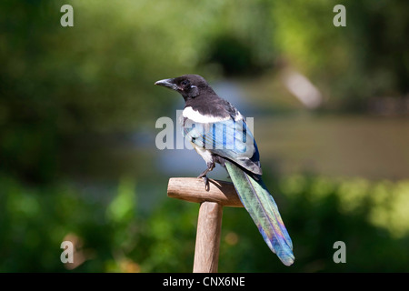 black-billed magpie (Pica pica), sitting on a bucket in a garden, Germany Stock Photo