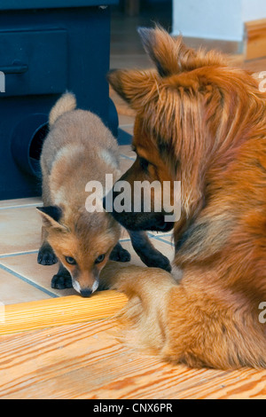 red fox (Vulpes vulpes), dog puppy with fox kit, Germany Stock Photo