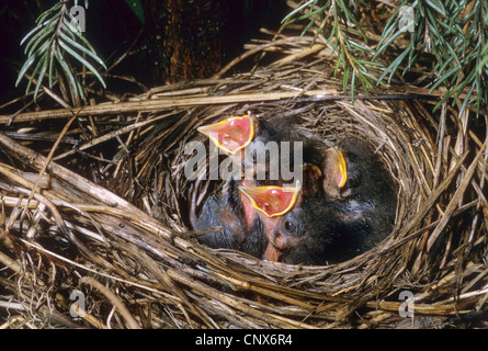yellowhammer (Emberiza citrinella), begging chicks in the nest, Germany Stock Photo