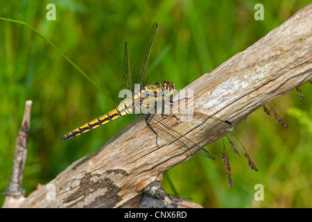 black-tailed skimmer (Orthetrum cancellatum), female sitting on a branch, Germany Stock Photo