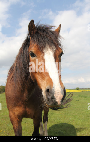 brown horse head and neck close up Stock Photo