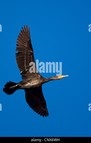great cormorant (Phalacrocorax carbo), flying, Germany Stock Photo