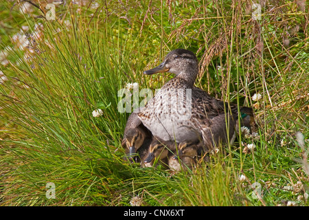 green-winged teal (Anas crecca), female keeping warm its chicks, Germany Stock Photo