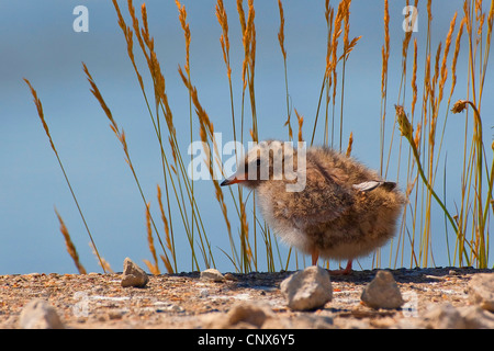 arctic tern (Sterna paradisaea), chick sitting on a coastal rock, Germany Stock Photo