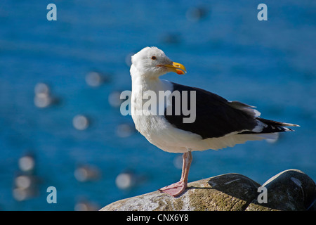 greater black-backed gull (Larus marinus), sitting on a coastal rock Stock Photo