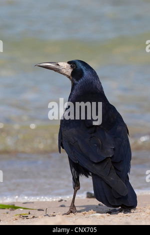 rook (Corvus frugilegus), sitting on a beach, Germany Stock Photo
