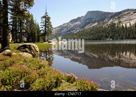 Tenaya Lake, USA, California, Yosemite National Park Stock Photo