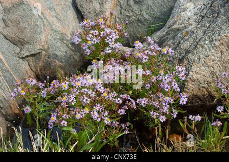 Sea aster (Aster tripolium), blooming, Germany Stock Photo