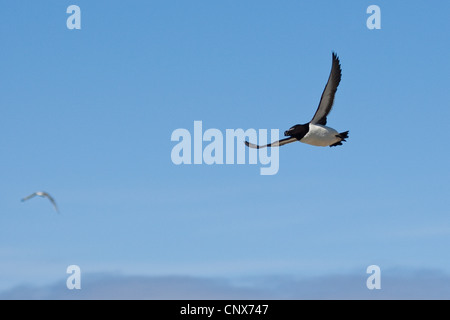 razorbill (Alca torda), flying Stock Photo