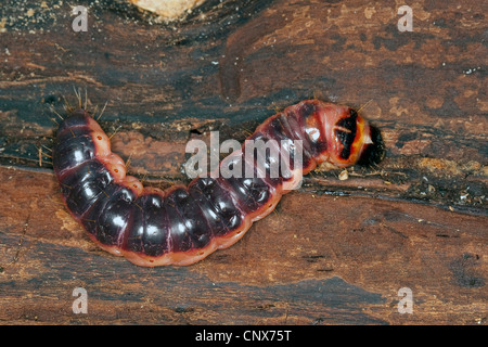 Goat Moth (Cossus cossus), caterpillar, Germany Stock Photo