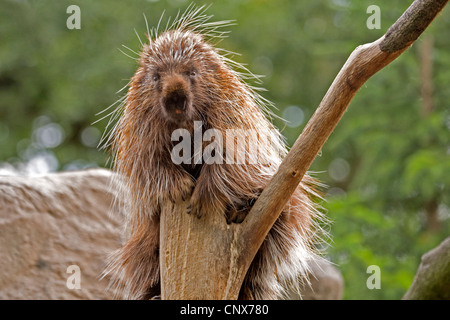 North American porcupine (Erethizon dorsatum), sitting on a climbing tree Stock Photo