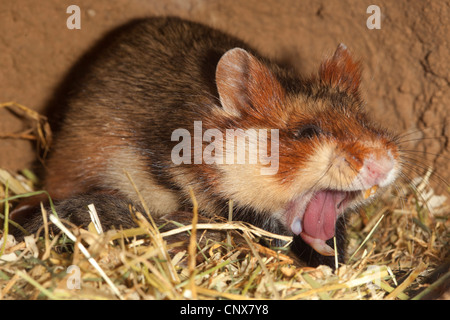 common hamster, black-bellied hamster (Cricetus cricetus), yawning female in its den, Germany Stock Photo