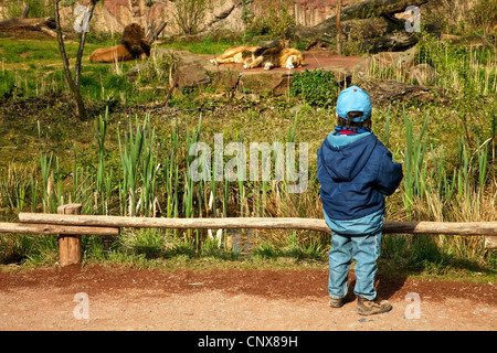 Children watching Lion Panthera leo in captivity in its glass cage in ...
