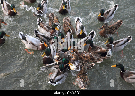mallard (Anas platyrhynchos), great number of birds crowding together fighting about pieces of bread thrown into the water Stock Photo