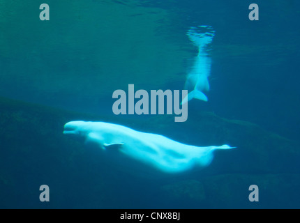 white whale, beluga (Delphinapterus leucas), underwater shot of two animals, Canada Stock Photo