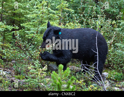 American black bear (Ursus americanus), feeding on a Buffalo berry bush (Shepherdia canadensis), Canada, Alberta, Banff National Park Stock Photo