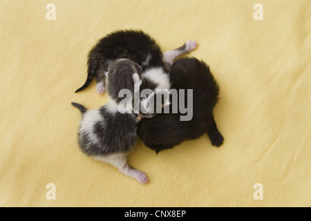 domestic cat, house cat (Felis silvestris f. catus), three newborn domestic cats cuddling Stock Photo