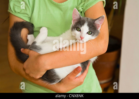 domestic cat, house cat (Felis silvestris f. catus), girl with young domestic cat Stock Photo