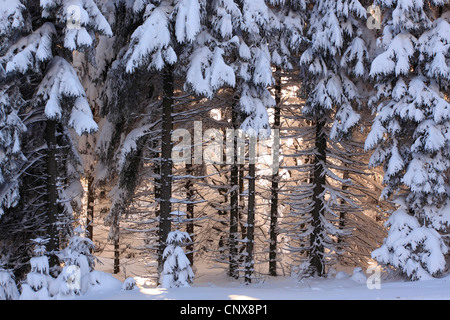 Norway spruce (Picea abies), view into a snow-covered spruce forest with the sunlight breaking through, Germany, Saxony, Erz Mountains Stock Photo