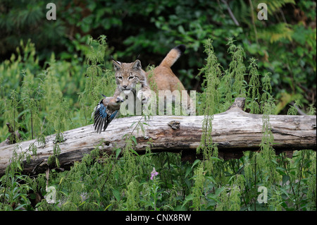 Eurasian lynx (Lynx lynx), hunting a jay, Germany Stock Photo