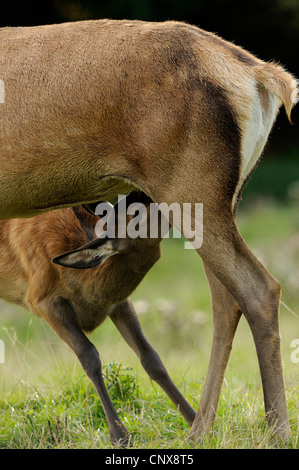 red deer (Cervus elaphus), calf suckling, Germany Stock Photo