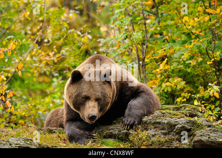brown bear (Ursus arctos), Male lying on rock lurking, Germany, Bavaria, Bavarian Forest National Park Stock Photo