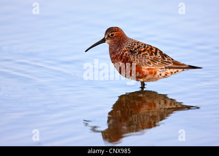 curlew sandpiper (Calidris ferruginea), standing in shallow water, Greece, Lesbos Stock Photo