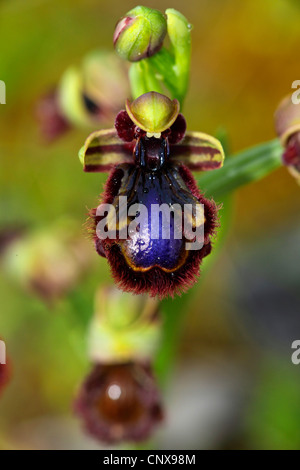 Mirror orchid, Mirror ophrys, varnished ophrys (Ophrys ciliata, Ophrys speculum), flower, Greece, Lesbos Stock Photo