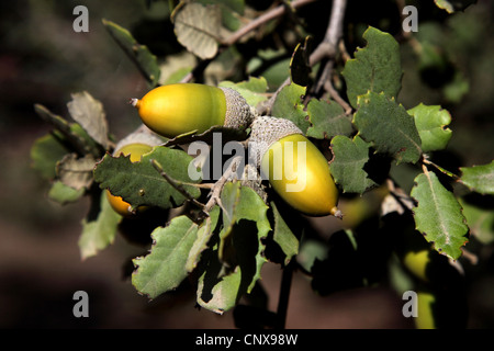 holm oak, evergreen oak (Quercus ilex), acorns on a branch, Spain, Extremadura Stock Photo