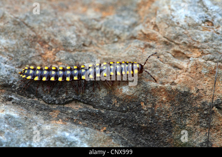 Yellow-and-Black Flat-backed Millipede (Melaphe spec.), crawling on a rock, Greece, Lesbos Stock Photo