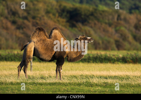 Bactrian camel, two-humped camel (Camelus bactrianus), standing in a meadow, Netherlands, De Petten Stock Photo