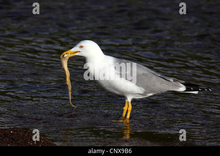 yellow-legged gull (Larus cachinnans), standing inshallow water with a calamar in its beak, Greece, Lesbos Stock Photo