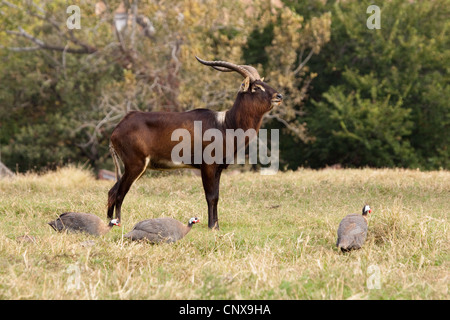 Antelope Hooves Horns Nile Lechwe wasserbock Stock Photo