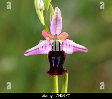 Horseshoe Orchid (Ophrys ferrum-equinum), flower, Greece, Lesbos Stock Photo