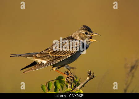 calandra lark (Melanocorypha calandra), sitting on a branch , Bulgaria Stock Photo