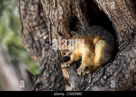 Persian squirrel (Sciurus anomalus), sitting at its den, Greece, Lesbos Stock Photo