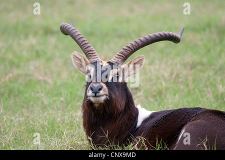 Antelope Hooves Horns Nile Lechwe wasserbock Stock Photo