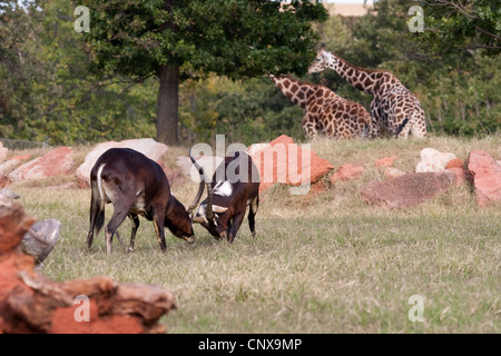 Antelope Hooves Horns Nile Lechwe wasserbock Stock Photo