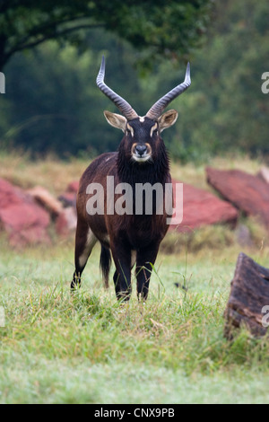 Antelope Hooves Horns Nile Lechwe wasserbock Stock Photo