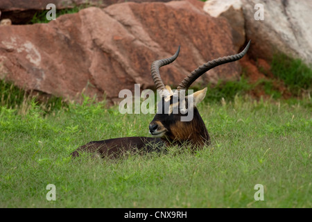 Antelope Hooves Horns Nile Lechwe wasserbock Stock Photo